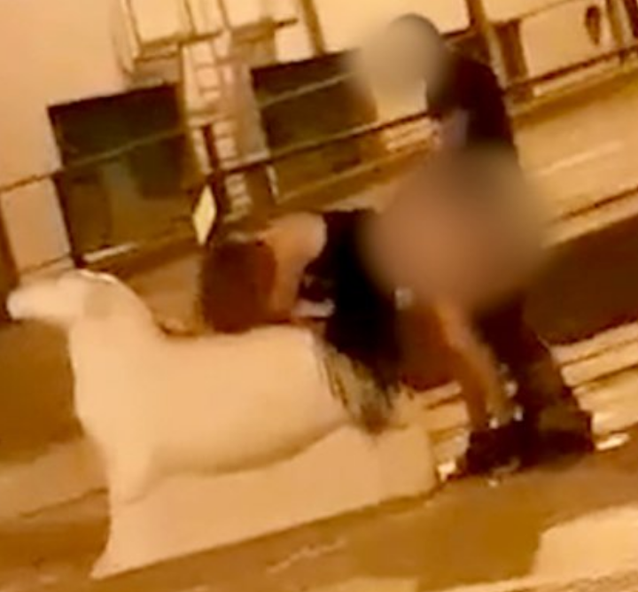 Couple Caught On Camera Fucking On Top Of Sheep Statue