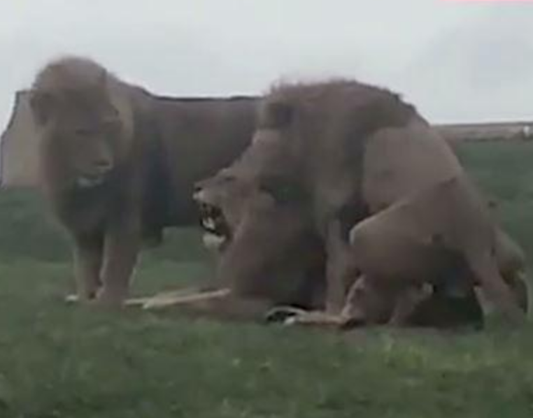 Male Lions Caught On Tape Having Gay Three-Way At Safari Park