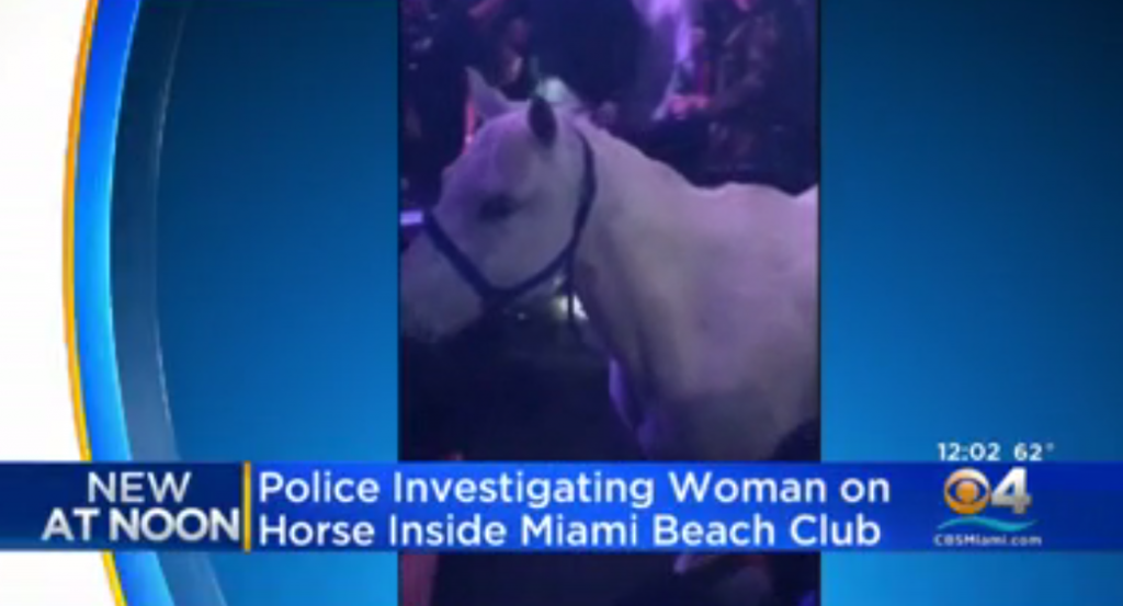 Florida (Of Course) Nightclub Being Investigated After Midget And Woman In Thong Ride HORSE On Dance Floor