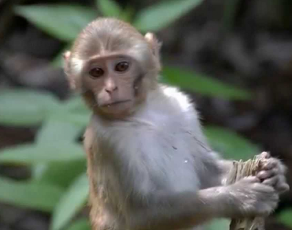 Wild Monkeys Carrying A Rare Form Of Deadly Herpes Are Rapidly Breeding In Florida (Of Course)