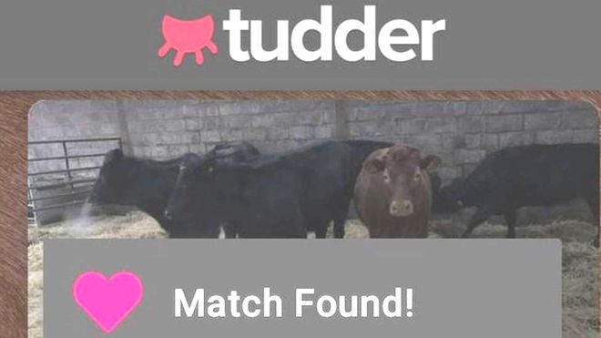 Tinder-Style App “Tudder” Helps Farmers Find Breeding Partners For Bulls And Cows