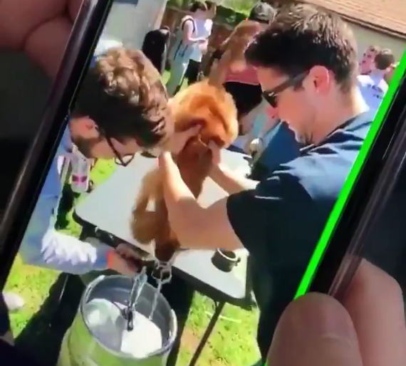 New York Fraternity Suspended After Forcing Dog To Drink Beer From Keg