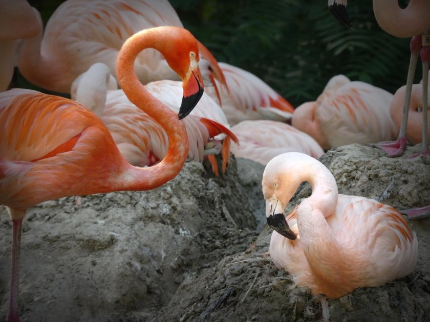 Gay Flamingos Lance Bass And Freddie Mercury Find Love At Denver Zoo