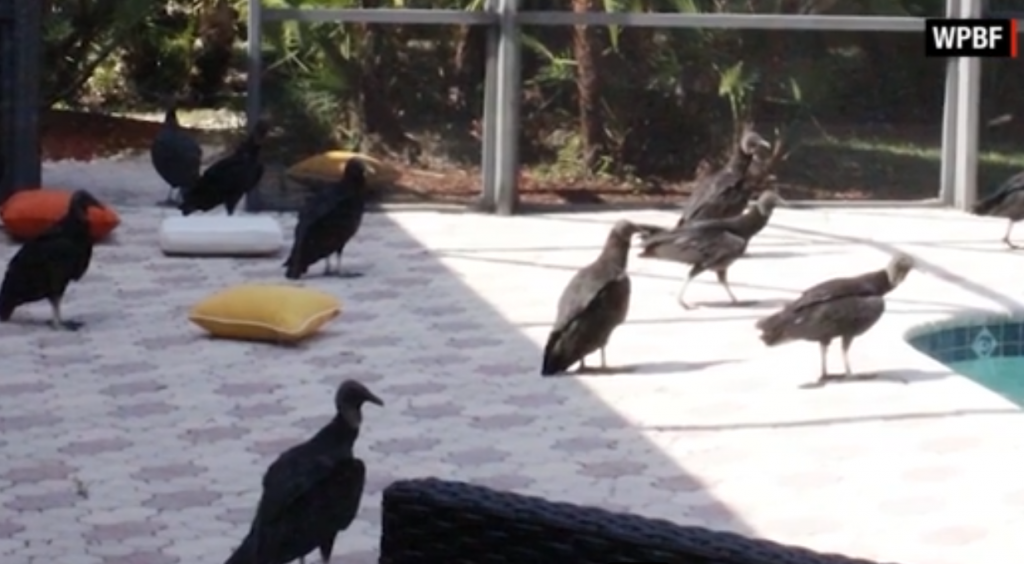 Swarms Of Vomiting And Defecating Vultures Have Taken Over A Florida Community