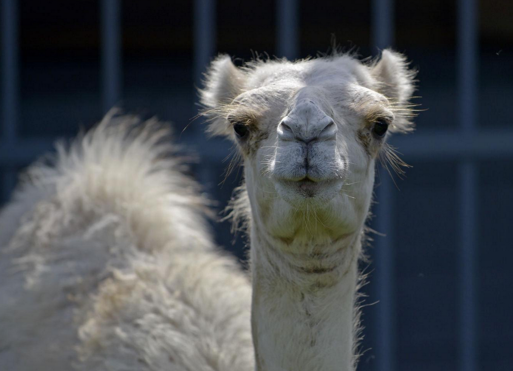 Florida Woman Bites Truck Stop Camel’s Testicles To Escape Being Crushed To Death