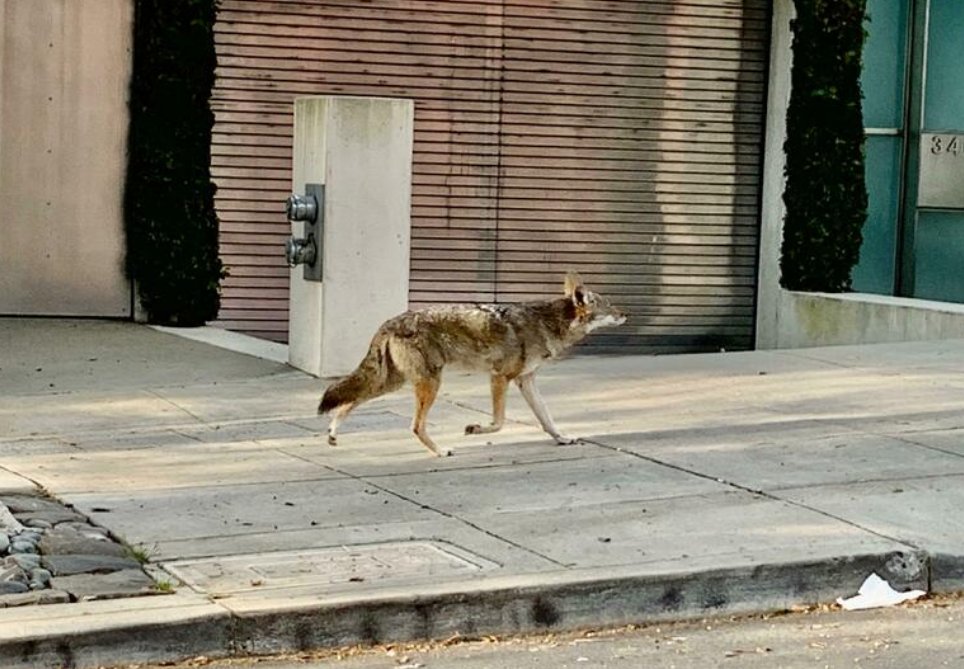 Coyotes Seen Roaming Empty Streets Of San Francisco