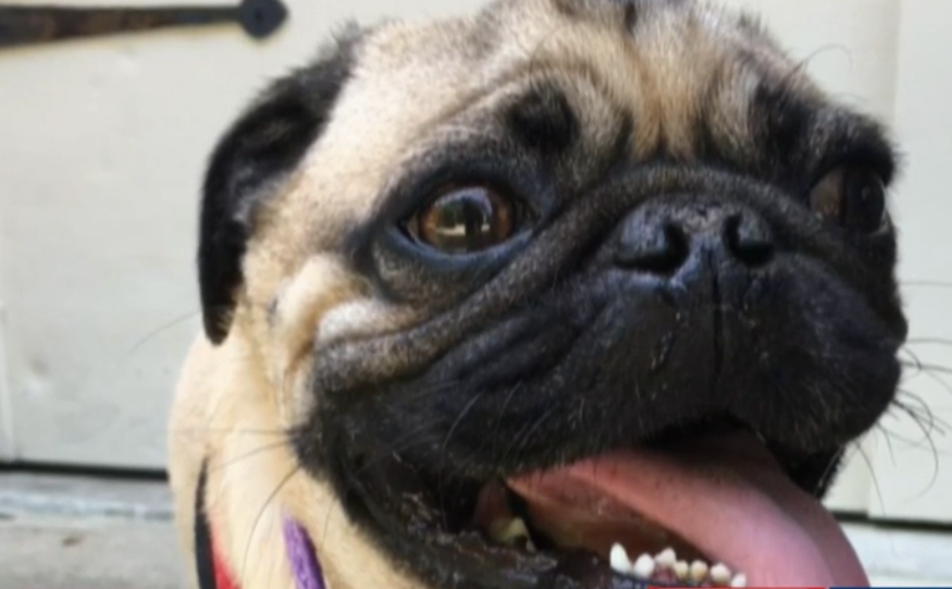 North Carolina Pug Becomes First U.S. Dog To Test Positive For COVID-19