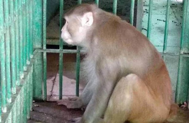 Alcoholic Monkey Who Murdered One Man And Injured 250 Others Sentenced To Life In Cage