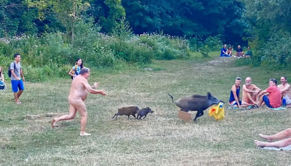 Naked Man Chases Wild Boar Through Park After Stealing Laptop