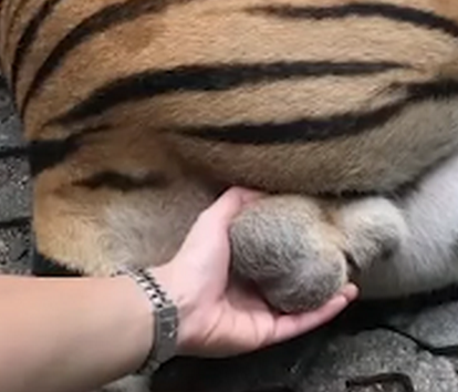 Image Of Woman Molesting Drugged Tiger At Thai Zoo Prompts Backlash