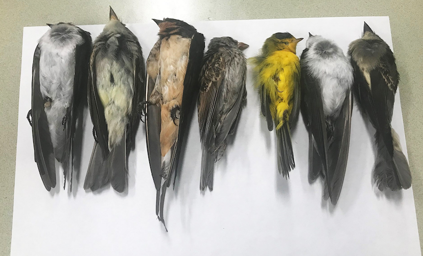 Hundreds Of Thousands Of Birds Are Dropping Dead In New Mexico, And No One Knows Why