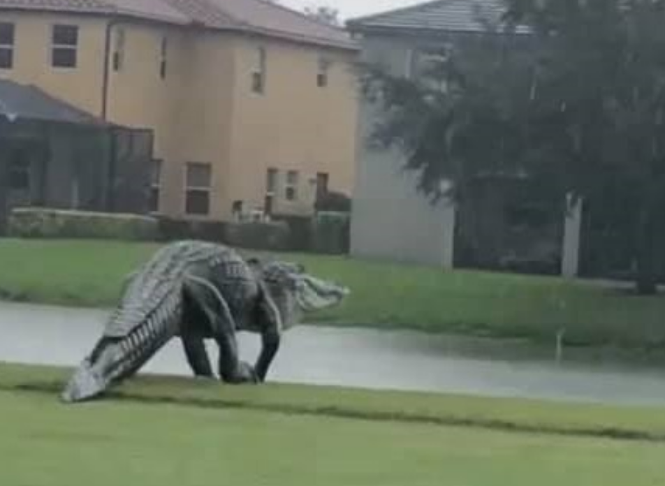 Massive Alligator Seen Walking Across Florida Golf Course