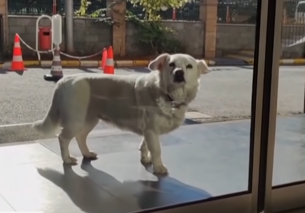 Dog Spent Days Outside Hospital Waiting For Sick Owner