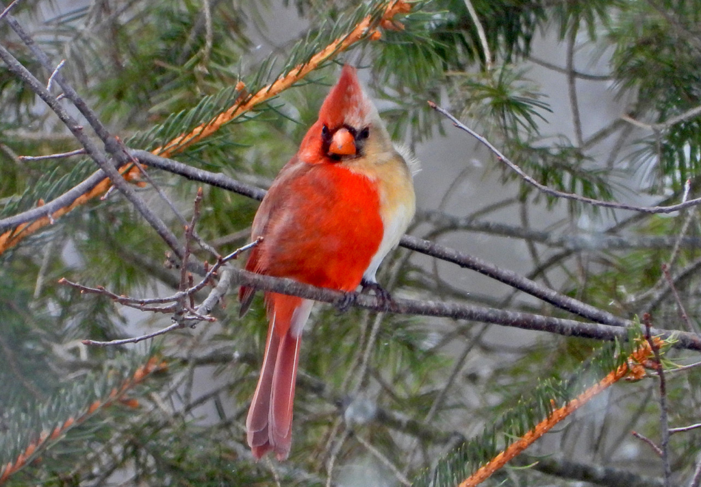 Birdwatcher Discovers Rare, Once-In-A-Lifetime Half Male, Half Female Cardinal