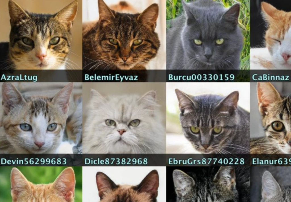 Twitter Accounts With AI-Generated Cat Avatars At Center Of Turkish Porn Bot Ring