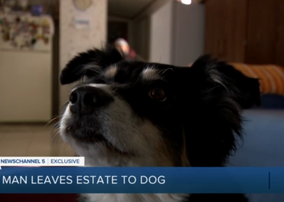 Tennessee Man’s Will Includes $5 Million For Dog