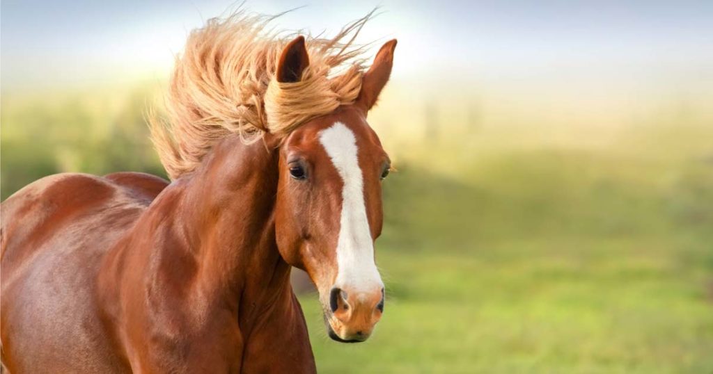 Wyoming Finally Moves To Outlaw Bestiality After Man Arrested For Fucking Horses