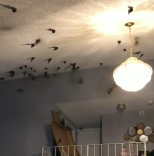 Nearly 1000 Birds Invade California Home