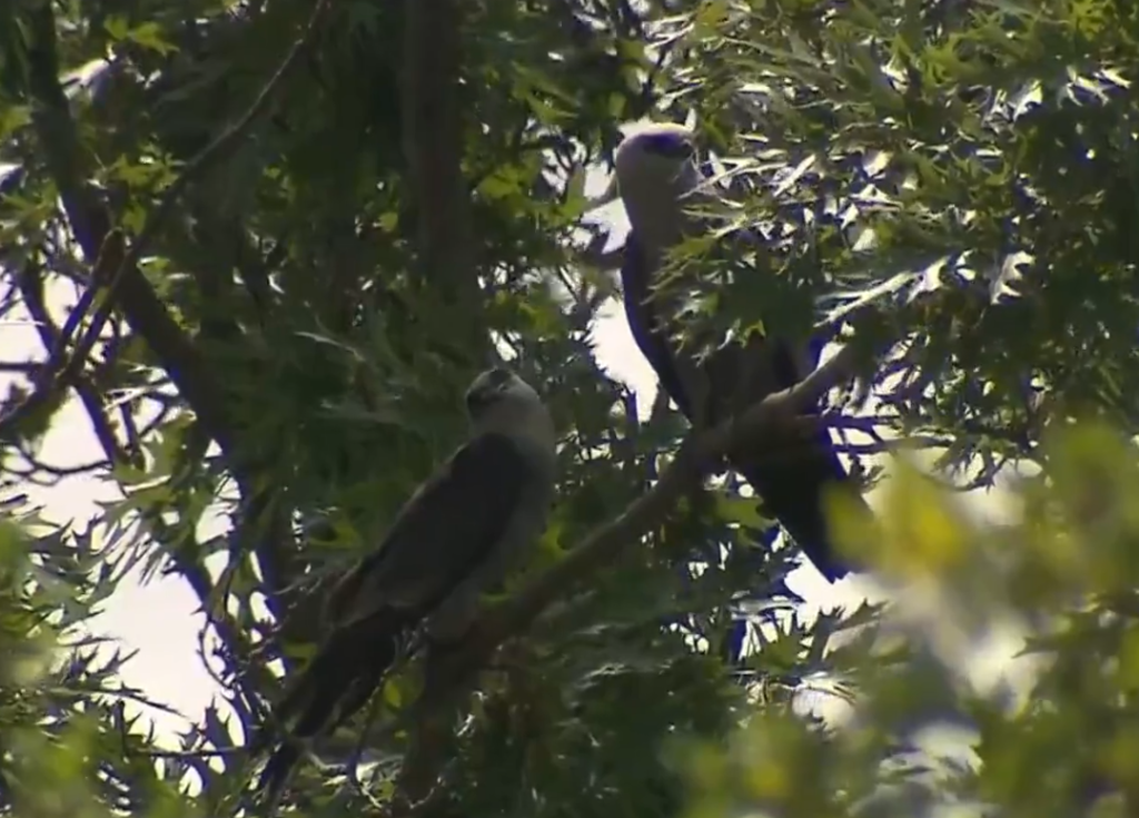 Federally Protected Birds Draw Blood While Attacking Passersby