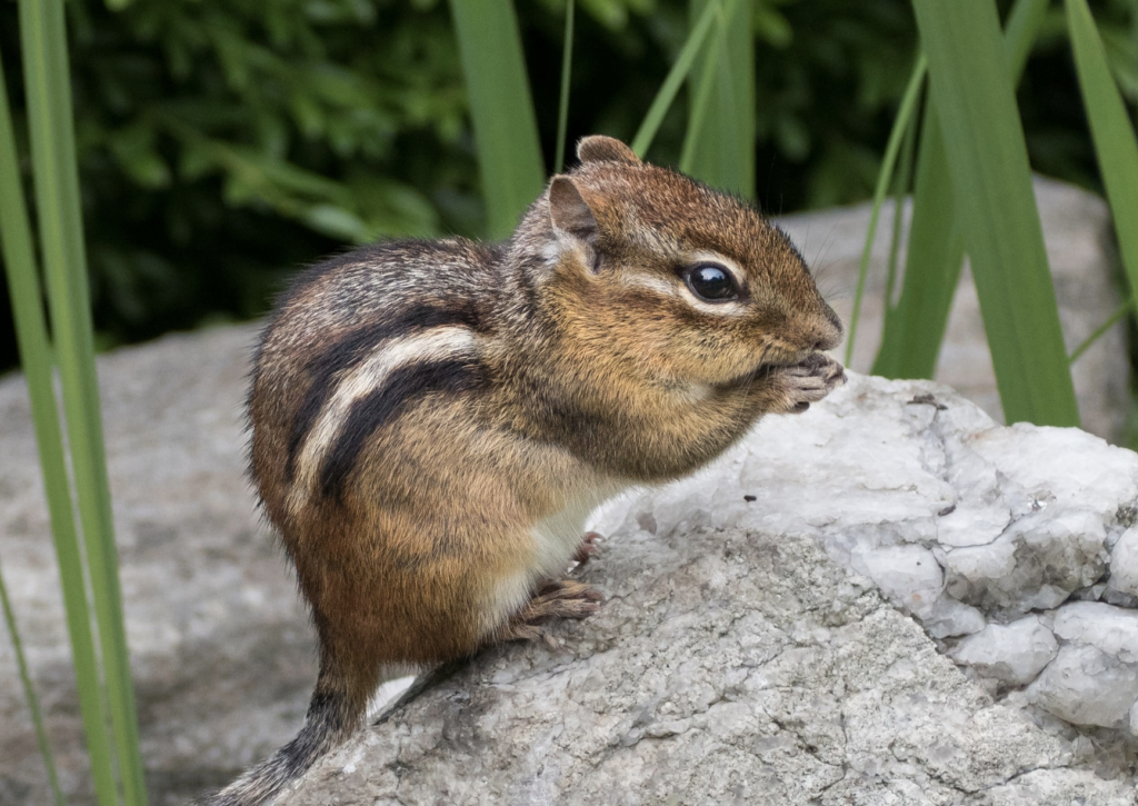 Chipmunks With Plague Prompt Closures In Lake Tahoe