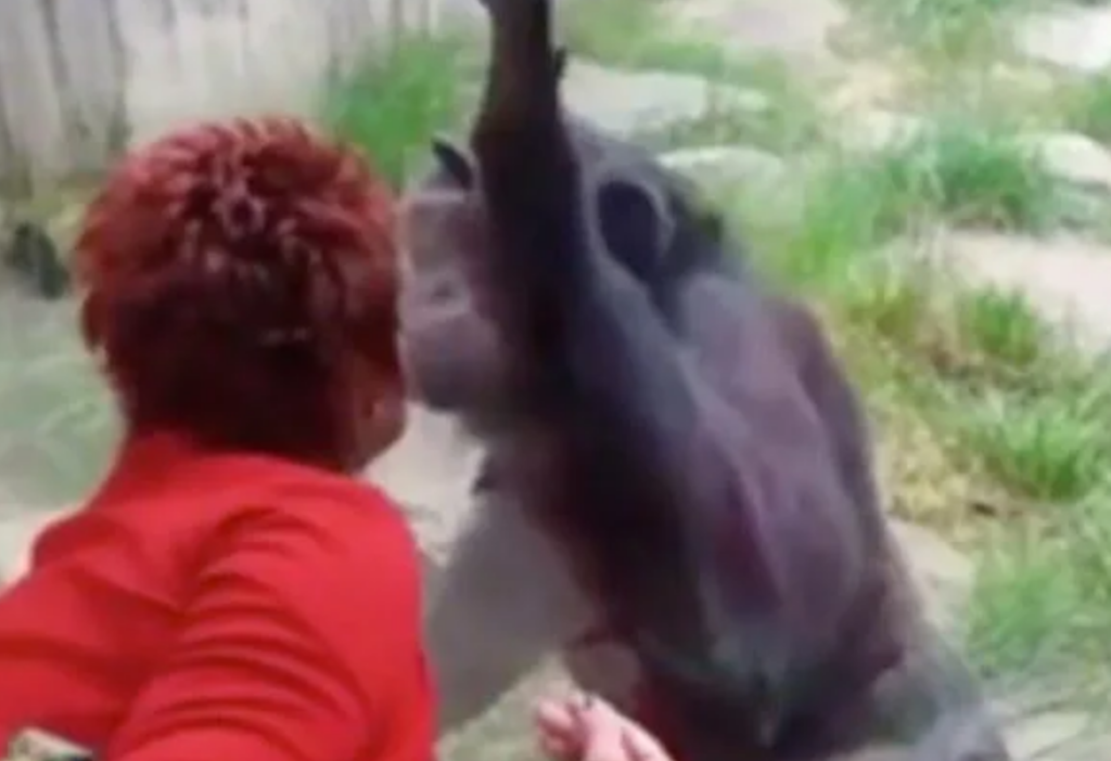 Zoo Bans Woman Who Claims She’s Having Affair With Chimpanzee