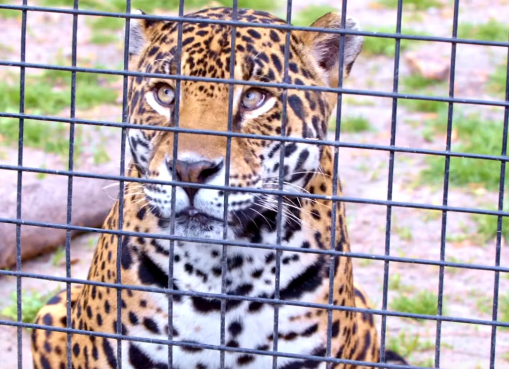 Jaguar Slashes Man Who Taunted It And Put Hand Through Fence At Florida (Of Course) Zoo