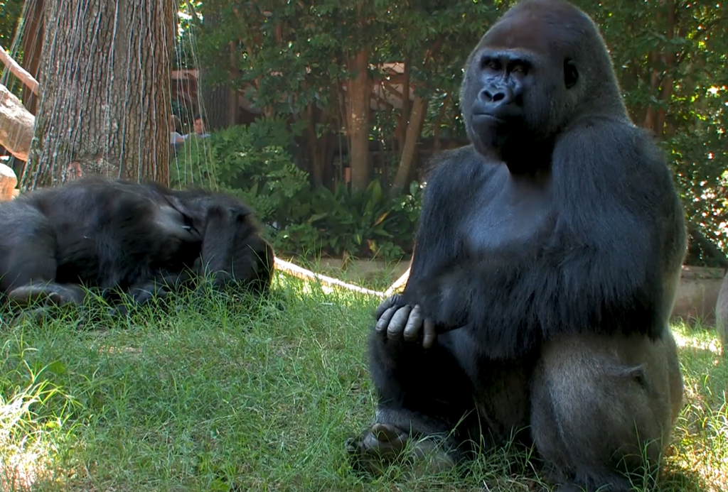 Over A Dozen Gorillas Infected With COVID At Atlanta Zoo