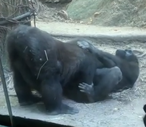 Gorillas Shock Onlookers By Performing Live Oral Sex Show At New York Zoo