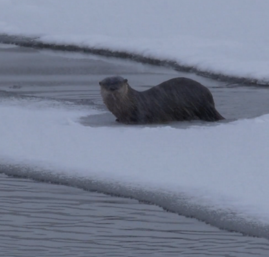 Otters Are Mysteriously Attacking People And Dogs In Alaska’s Largest City