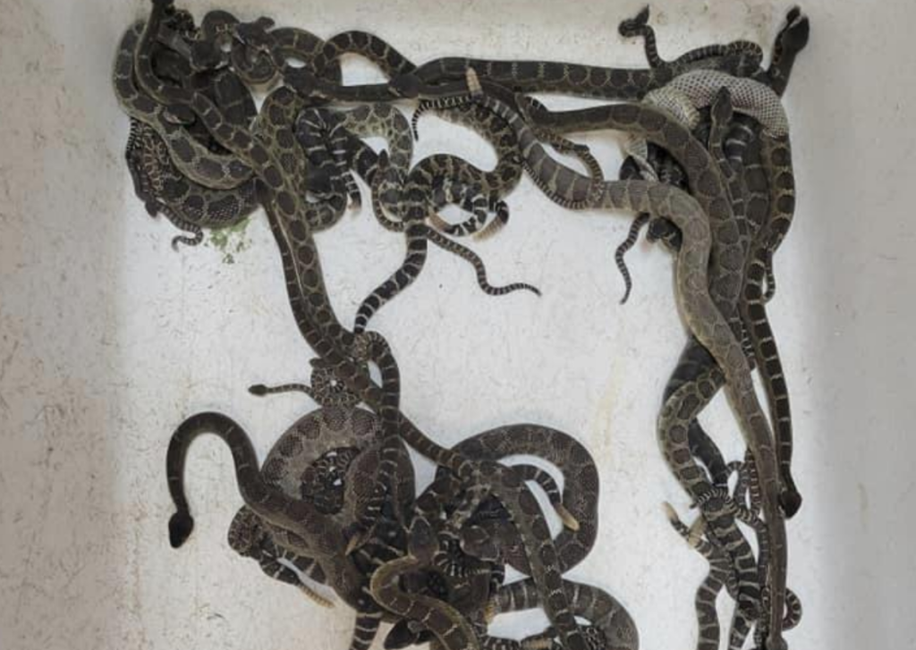 Nearly 100 Venomous Rattlesnakes Found Underneath California Home