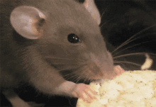 Disgruntled Employee Who Released Rats In Workplace Sentenced To Prison