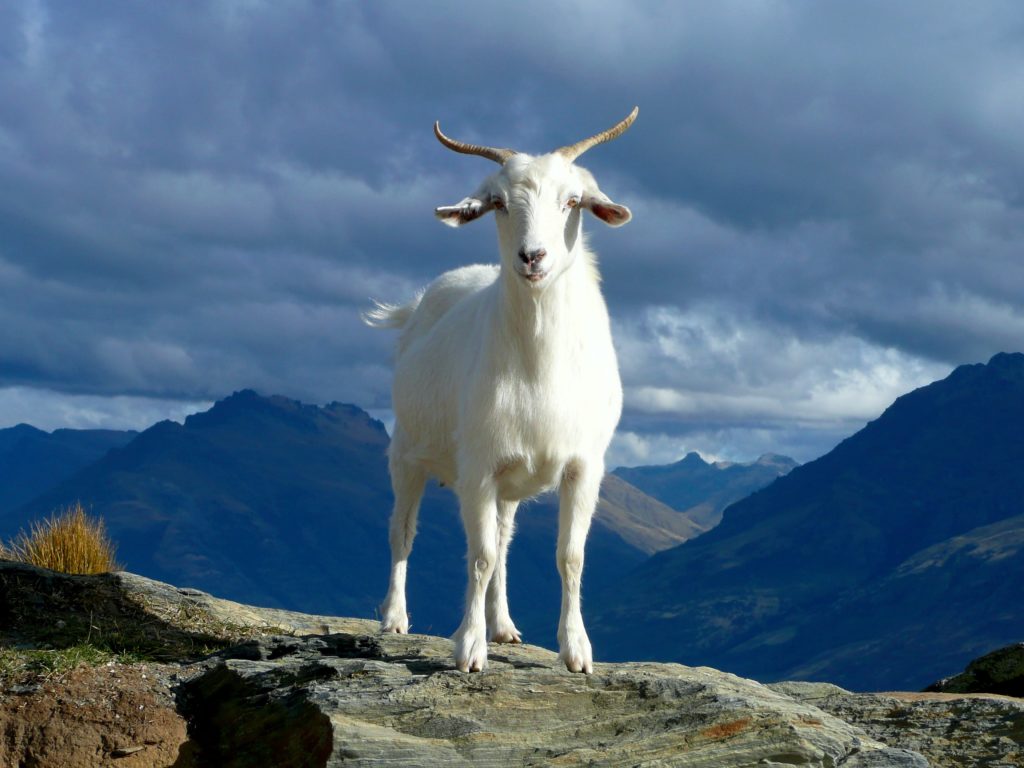 Man Who Raped Goat Faces 20 Years In Prison