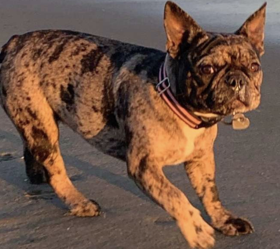 French Bulldog Puppy Violently Stolen From Owner In Broad Daylight In San Francisco