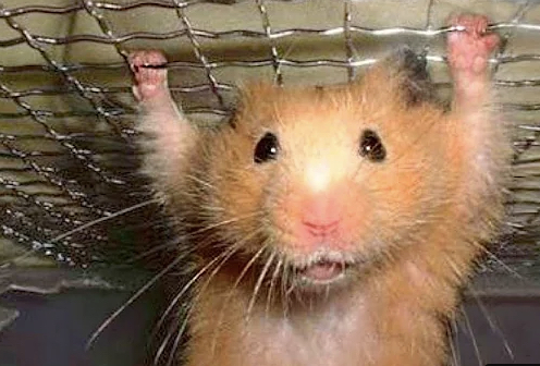 Hamsters Infected With Coronavirus Saw Decrease In Testicle Size And Sperm Count