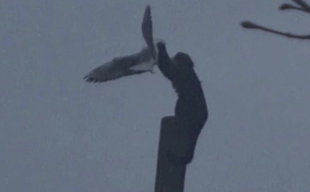 Monkey Snatches Seagull From Sky And Bashes Its Brains Out On Pole