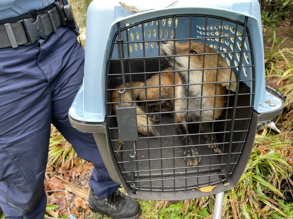 Congressman Attacked By Fox On Capitol Hill