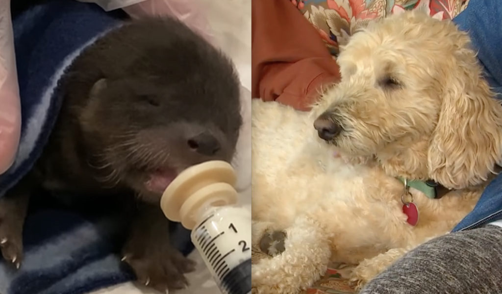 Three-Legged Dog With Cancer Jumps Into River To Save Baby Otter