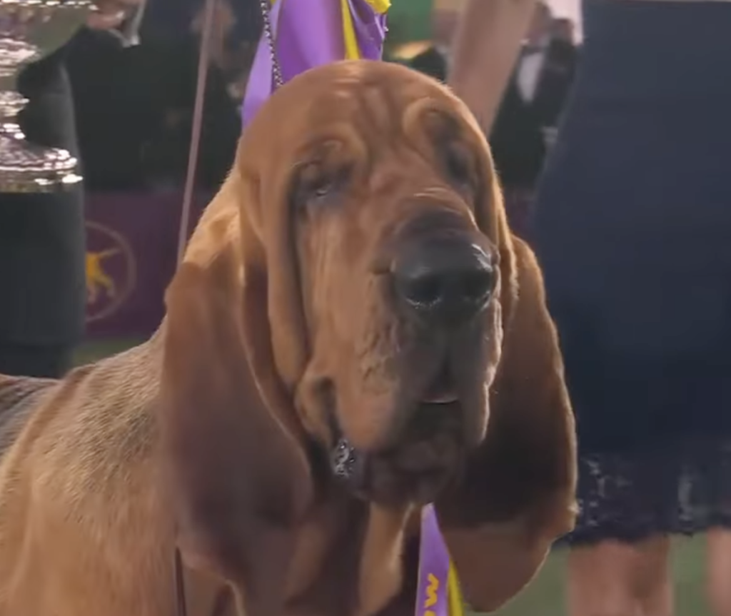 Trumpet Becomes First Bloodhound To Win Best In Show At Westminster