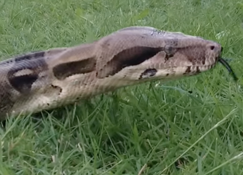 Pennsylvania Man Dies After Being Strangled To Death By Pet Boa Constrictor