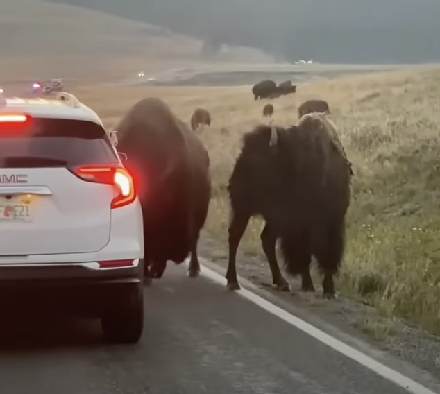 Horny Bison Rams Car In Yellowstone Park