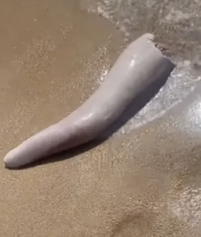 Humongous Whale Penis Washes Up On Beach