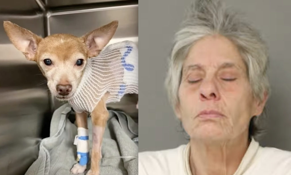 Chicago Woman Arrested For Stabbing Chihuahua Multiple Times