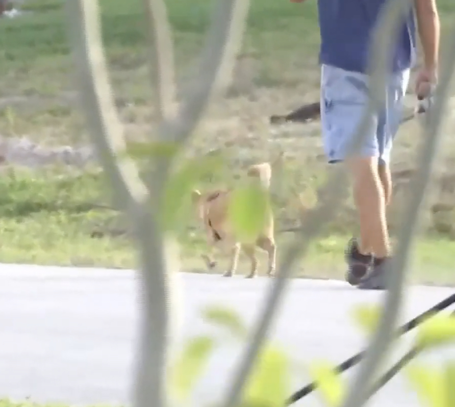 Dog Walker Calls Police On Florida Man For Being Naked Inside His Own Home