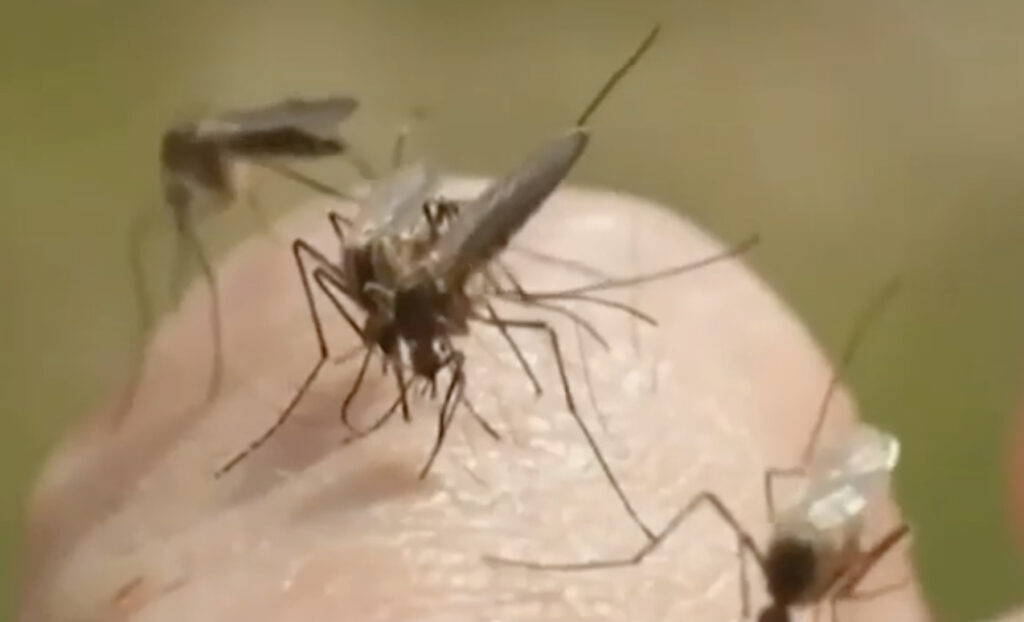 Malaria Spreading In Texas And Florida—First U.S. Cases In 20+ Years