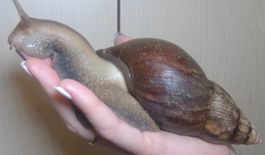 Fort Lauderdale Under Quarantine After Sighting Of 8-Inch Long African Snail