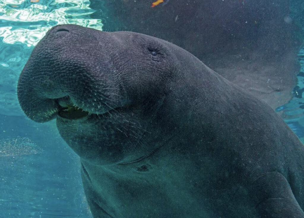 Manatee Dies After “Intense” Anal Sex With Brother Rips Open Colon