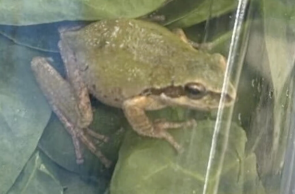 Woman Finds Live Frog Inside Package Of Organic Spinach: “I Was Like, ‘A WHAT?!'”