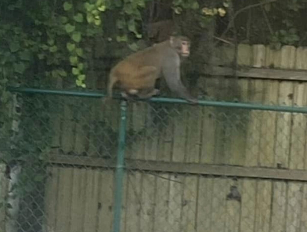 Weird Monkey Sightings Spread Across Florida City