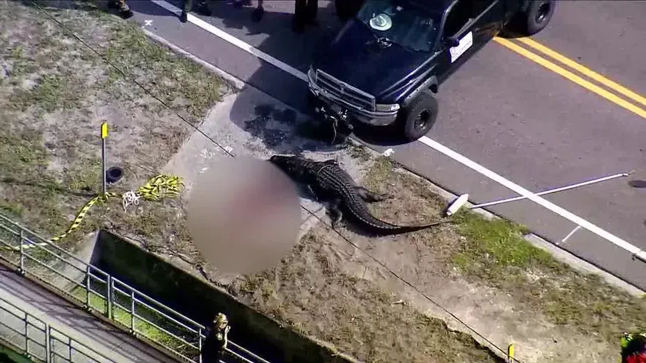 14-Foot Alligator Seen Carrying Dead Human Body In Mouth