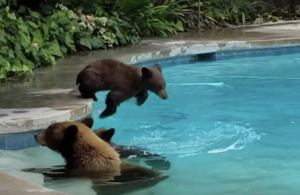 Video Captures Bears Taking A Dip In Southern California Pool